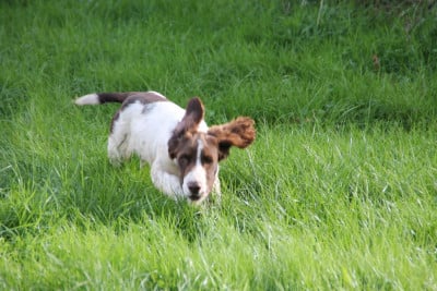 Les chiots de English Springer Spaniel