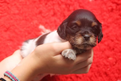 Les chiots de Epagneul Breton