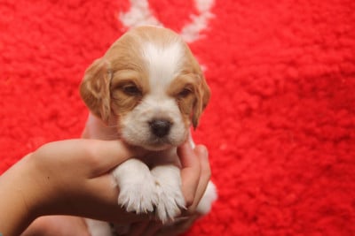 Les chiots de Epagneul Breton