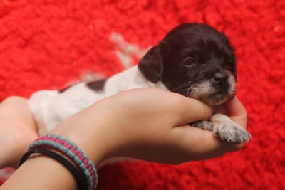 Les chiots de Epagneul Breton