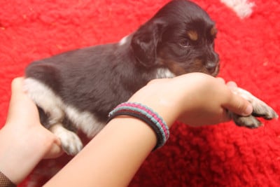 Les chiots de Epagneul Breton