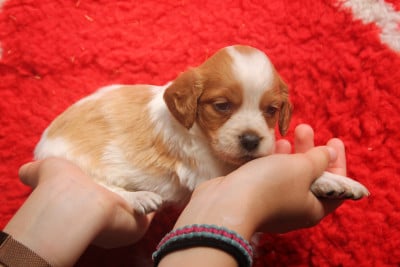 Les chiots de Epagneul Breton