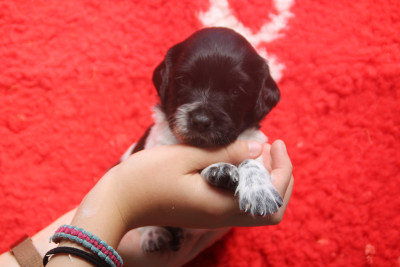 Les chiots de Epagneul Breton