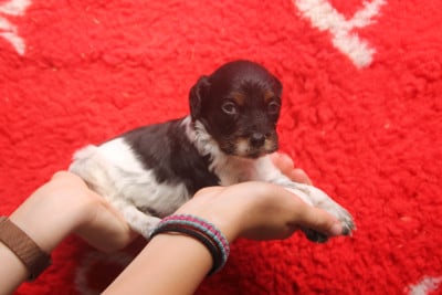 Les chiots de Epagneul Breton
