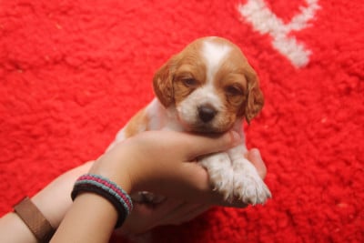 Les chiots de Epagneul Breton