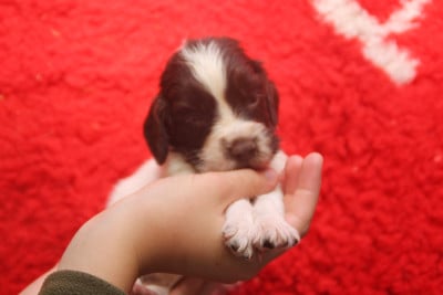 Les chiots de English Springer Spaniel