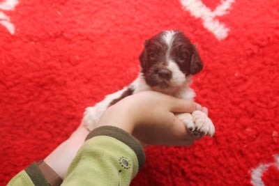 Les chiots de English Springer Spaniel