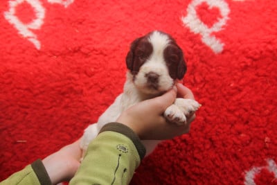 Les chiots de English Springer Spaniel