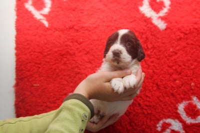 Les chiots de English Springer Spaniel