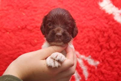 Les chiots de English Springer Spaniel