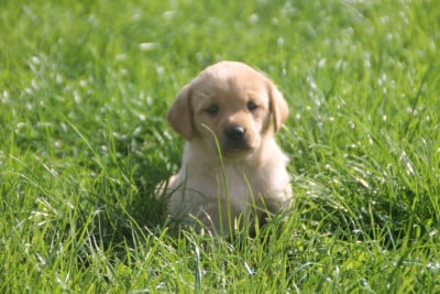 Les chiots de Labrador Retriever