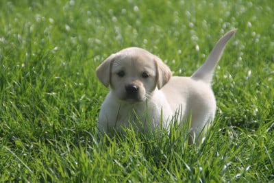 Les chiots de Labrador Retriever