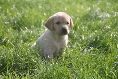 Les chiots de Labrador Retriever