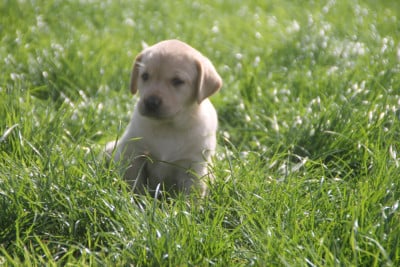 Les chiots de Labrador Retriever