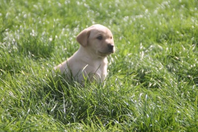 Les chiots de Labrador Retriever