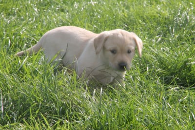 Les chiots de Labrador Retriever