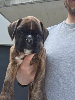 Les chiots de Boxer