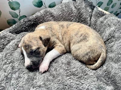 Les chiots de Whippet