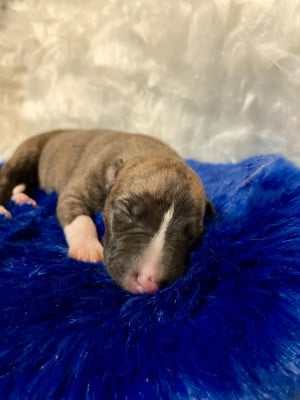 Les chiots de Whippet