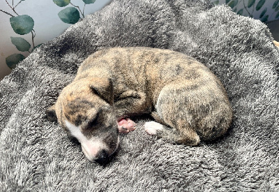 Les chiots de Whippet