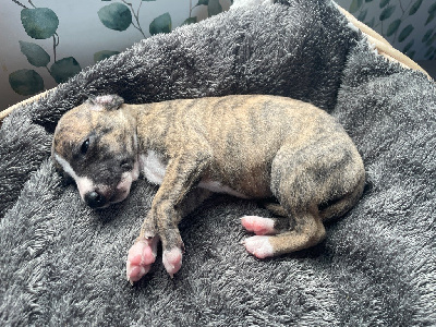 Les chiots de Whippet