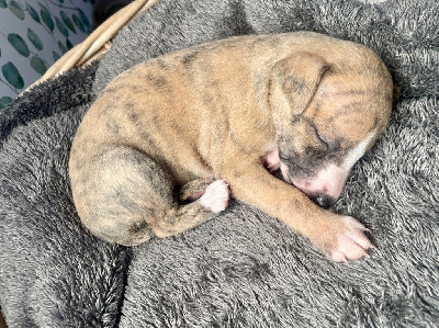 Les chiots de Whippet