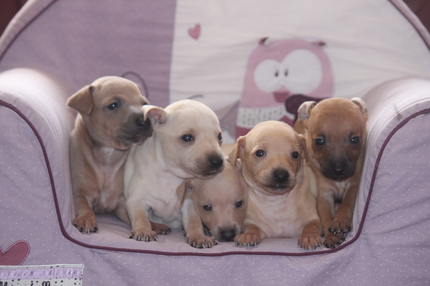 Petit Levrier Italien - Du Haut Chignaguet