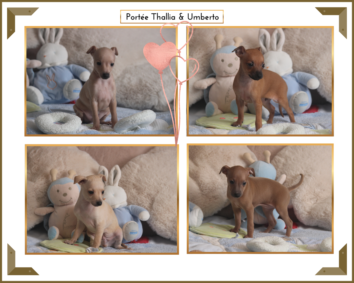 Petit Levrier Italien - Du Haut Chignaguet