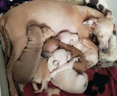 Chiot N°1 - Petit Levrier Italien