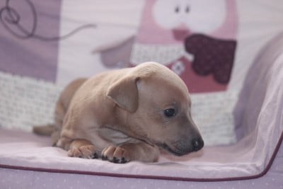 Les chiots de Petit Levrier Italien
