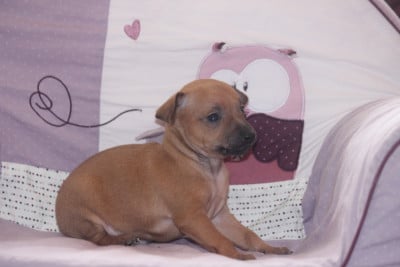 Les chiots de Petit Levrier Italien