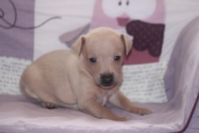 Les chiots de Petit Levrier Italien