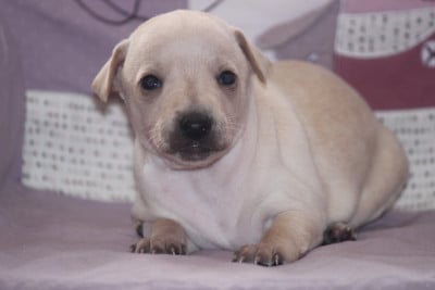 Les chiots de Petit Levrier Italien