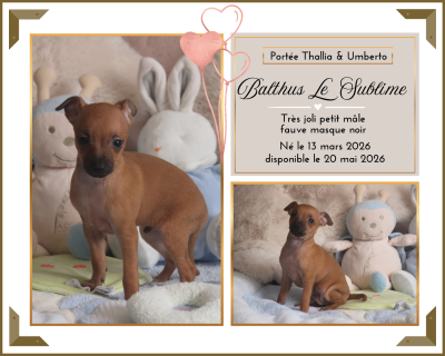 Les chiots de Petit Levrier Italien