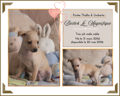 Les chiots de Petit Levrier Italien