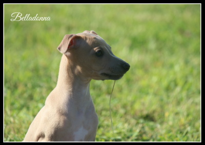Les chiots de Petit Levrier Italien
