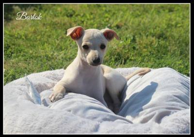 Les chiots de Petit Levrier Italien