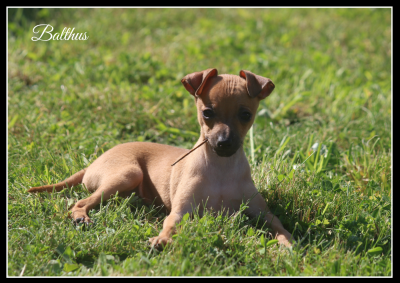Les chiots de Petit Levrier Italien
