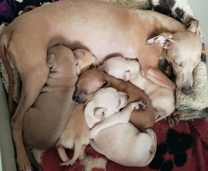 Petit Levrier Italien - Du Haut Chignaguet