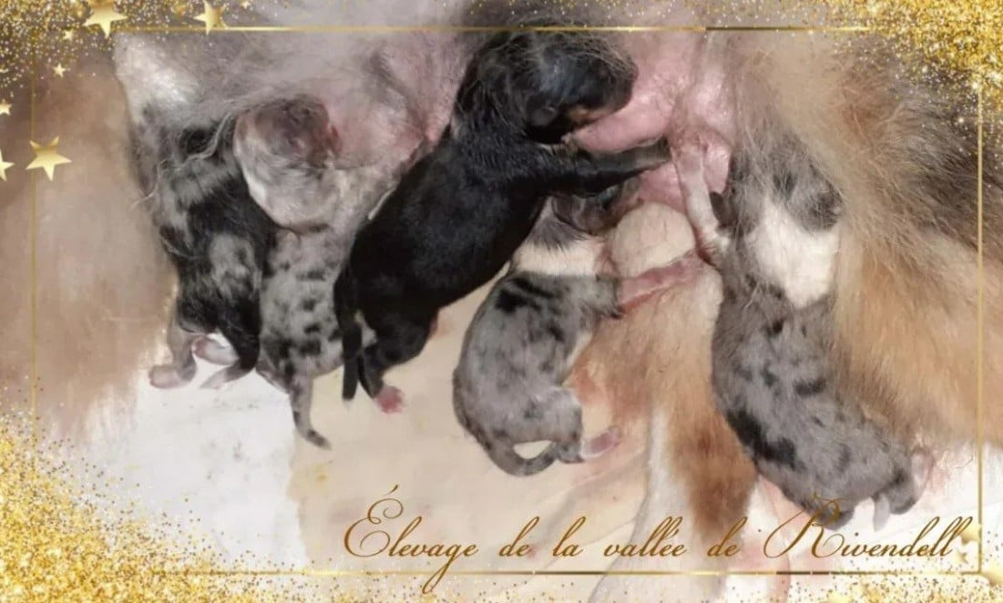 Shetland Sheepdog - De La Vallée De Rivendell