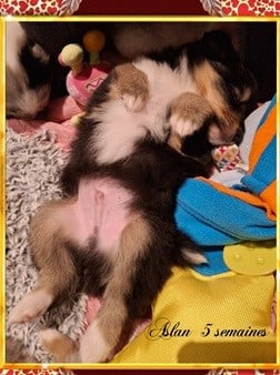 Aslan de la vallée de rivendell