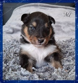 Aslan de la vallée de rivendell