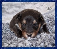 Aslan de la vallée de rivendell