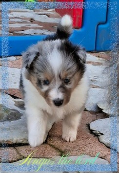 Angus the lord de la vallée de rivendell