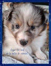 Angus the lord de la vallée de rivendell