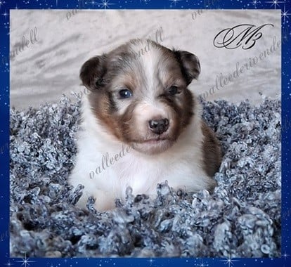 Angus the lord de la vallée de rivendell