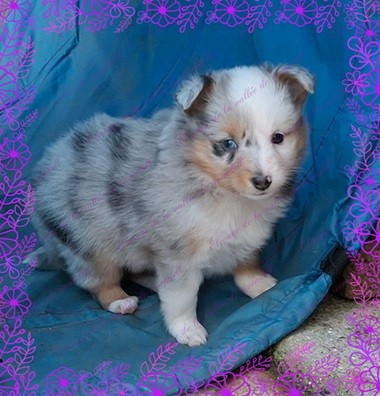 A..... de la vallée de rivendell