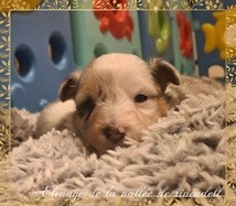 A..... de la vallée de rivendell