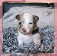 A..... de la vallée de rivendell