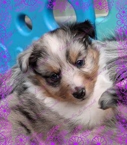 A..... de la vallée de rivendell